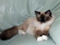 /album/kitty/kitty-201406070002-jpg/